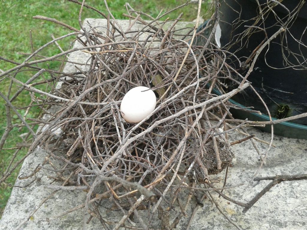 il frutto dell’accoglienza