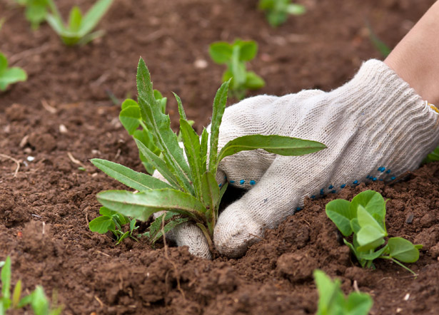 le erbacce del mio giardino mi danno&nbsp;speranza