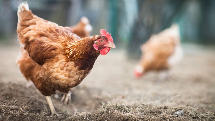 le galline di&nbsp;Freud