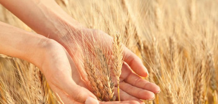 gli incettatori di&nbsp;grano