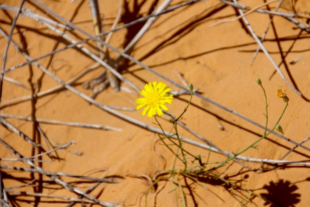 come Elia nel&nbsp;deserto