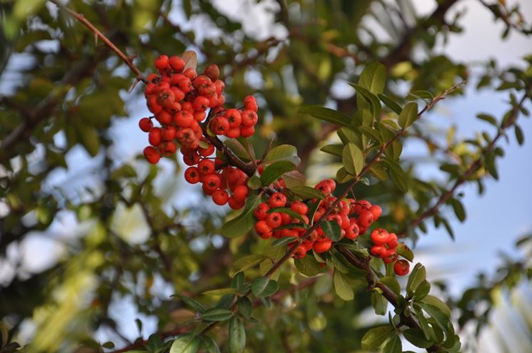 la sorpresa di splendide bacche&nbsp;rosse