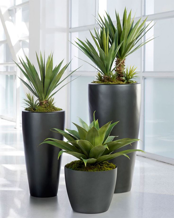 la passione per le piante&nbsp;finte