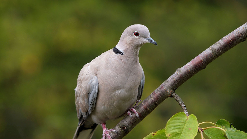 la tortora ed il suo&nbsp;nido