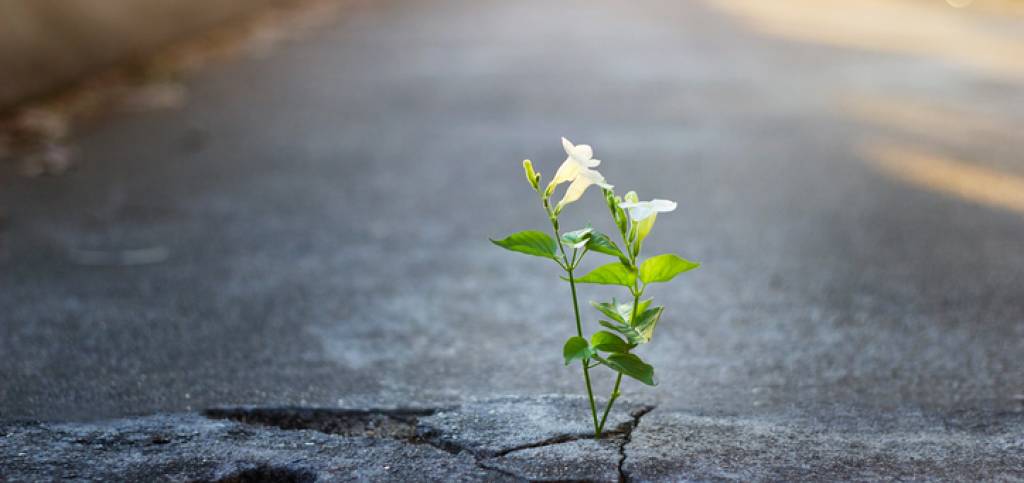 nutro una speranza…