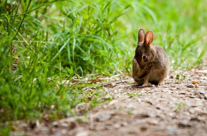 i coniglietti e&nbsp;noi