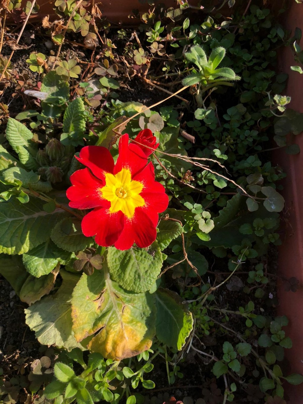 i fiori di&nbsp;Shamira