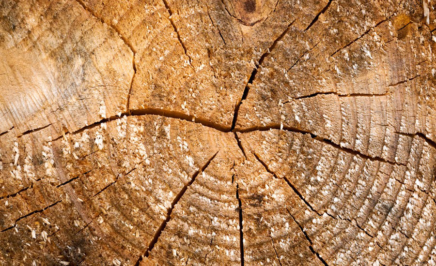 la ricerca dell’essenziale