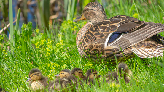 L’arte di allevare cuccioli&nbsp;d’uomo